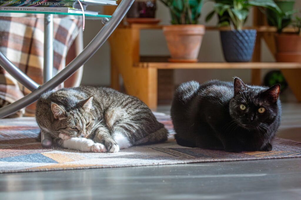 can a landlord refuse pets